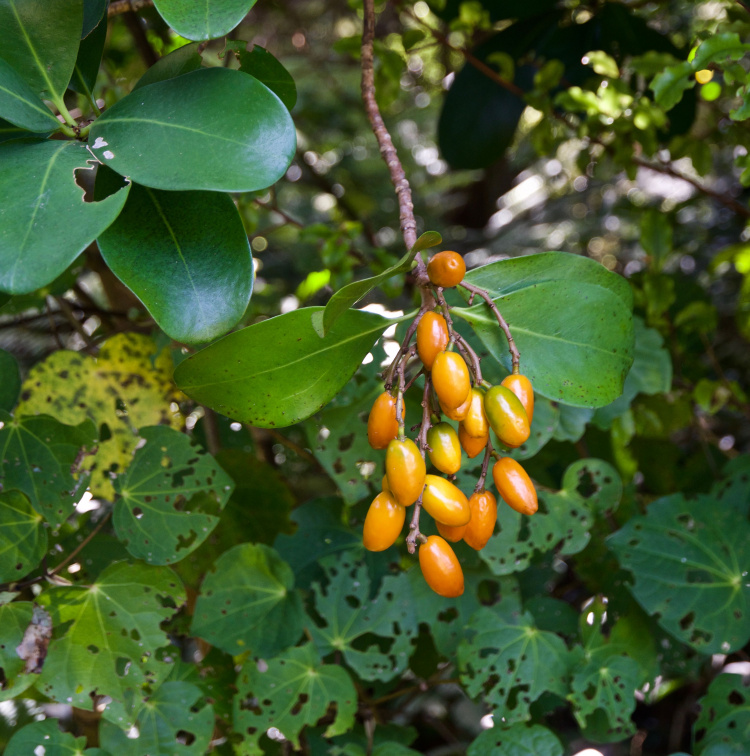Karaka berries (and Kawakawa)