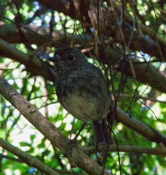 North Island Robin ('Toutouwai')