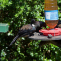Tui at the feeding station, near the visitors' centre