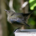 Bellbird ('Korimako')