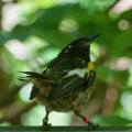Stitchbird ('Hihi')