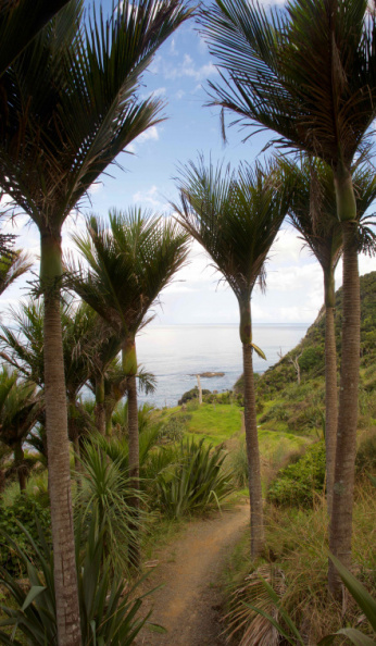 Nikau Palms. Native to New Zealand, they are the world's southern-most naturally occurring palm tree