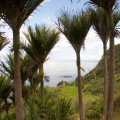 Nikau Palms. Native to New Zealand, they are the world's southern-most naturally occurring palm tree