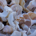 Shells piled up on the beach