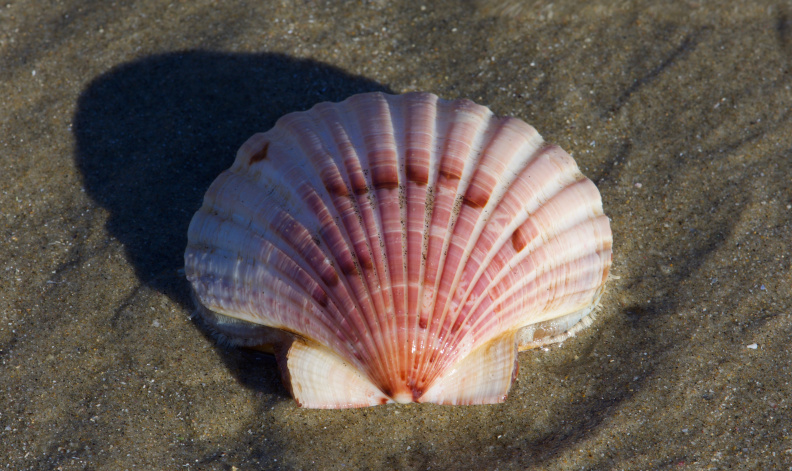 Scallop shell on the beach