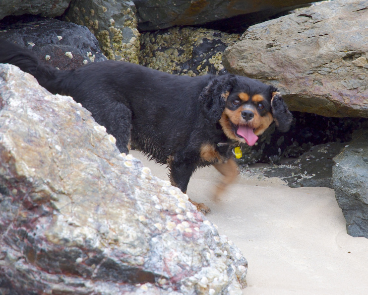 Molly loves to explore the shoreline! — at Currumbin Beach