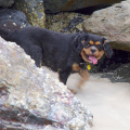 Molly loves to explore the shoreline! — at Currumbin Beach