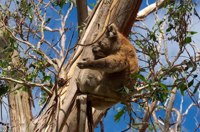 Resting Koala, Great Otway National Park