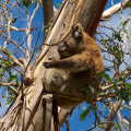 Resting Koala, Great Otway National Park