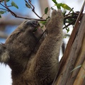 Feeding Koala, Great Otway National Park
