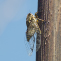 Cicada on a flax stalk, Rotoroa Island, Auckland