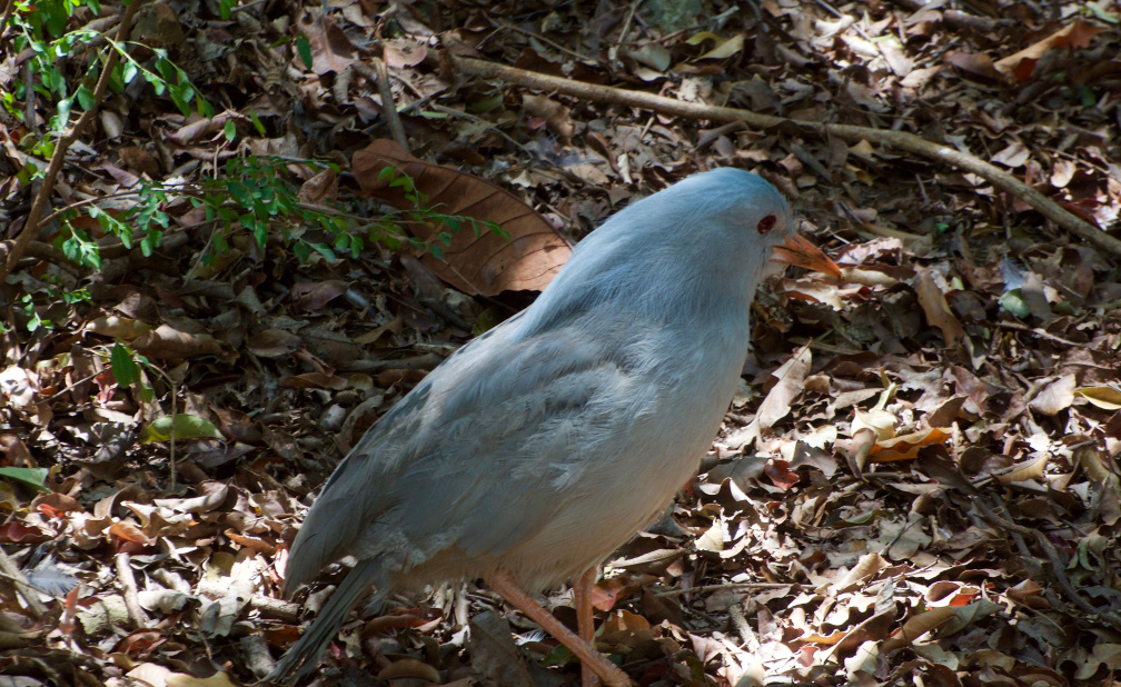 Cagou, Parc Zoologique et Forestier, Nouméa