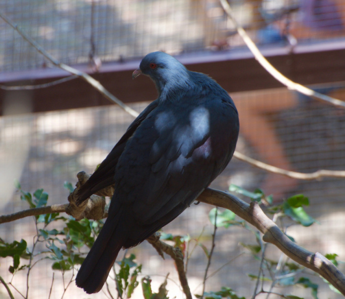 New Caledonian Imperial Pigeon, Parc Zoologique et Forestier, Nouméa