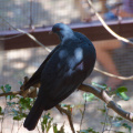 New Caledonian Imperial Pigeon, Parc Zoologique et Forestier, Nouméa