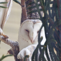 Barn Owl, Parc Zoologique et Forestier, Nouméa