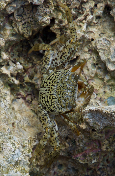 Crab near Avaiki Cave