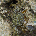Crab near Avaiki Cave