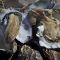 Tomales Bay oysters!