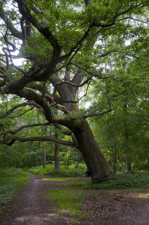 Large oak tree, north of Roskilde, Denmark
