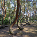 The mysterious bent trees of Gryfino, Poland (just across the border from Germany)