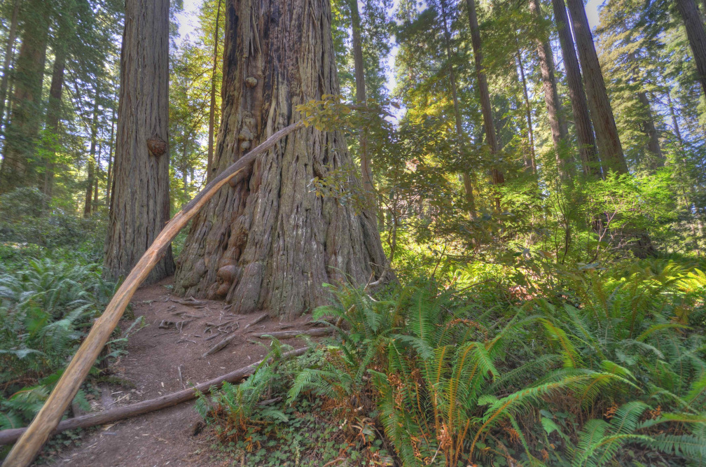 Redwood National Park (HDR)