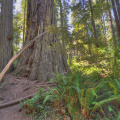Redwood National Park (HDR)