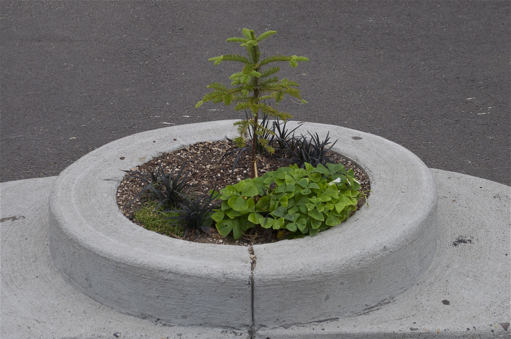 Mill Ends Park, Portland, OR - the "world's smallest park"