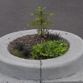 Mill Ends Park, Portland, OR - the "world's smallest park"