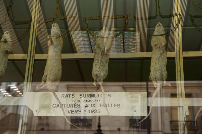 ...and they mean it: 'Norway Rats, captured in Halles (this area of Paris) around 1925'