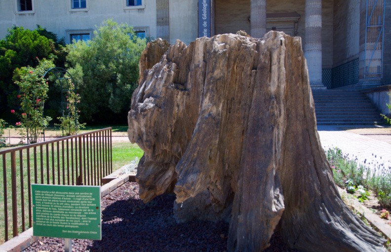 A 33 million-yo petrified tree stump, from a tree related to the Sequoia and Cypress of California!
