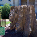 A 33 million-yo petrified tree stump, from a tree related to the Sequoia and Cypress of California!