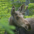 Moose (male), Parc National de la Gaspésie