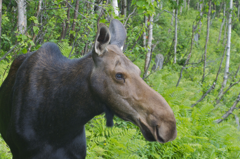 Moose (female), Parc National de la Gaspésie