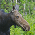 Moose (female), Parc National de la Gaspésie