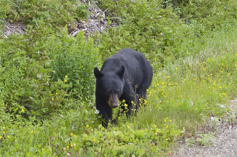Black Bear, Forillon National Park, Gaspé Peninsula