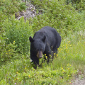 Black Bear, Forillon National Park, Gaspé Peninsula