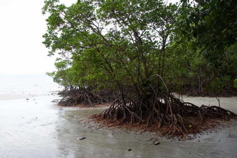 Mangroves on the beach at Cape Tribulation