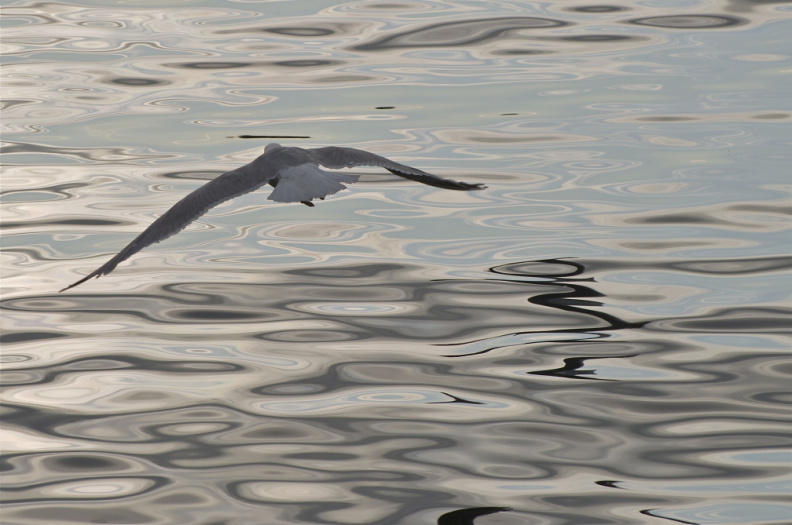 Seagull in Oslofjord, Oslo, Norway