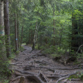 Forest path, near Sognsvann, Oslo, Norway