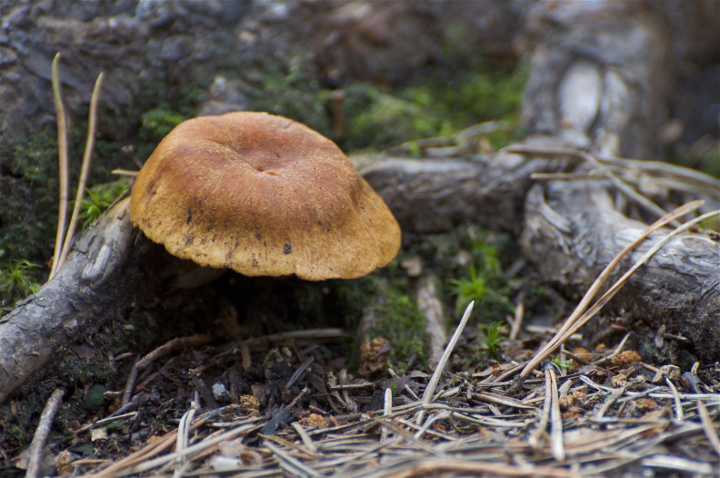 Mushroom in forest, near Sognsvann, Oslo Norway