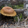 Mushroom in forest, near Sognsvann, Oslo Norway