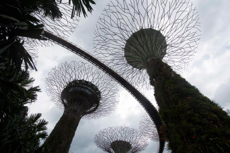 'Supertree Grove' ('Gardens by the Bay')