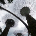 'Supertree Grove' ('Gardens by the Bay')