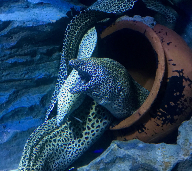 Moray Eel at the S.E.A. Aquarium