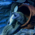 Moray Eel at the S.E.A. Aquarium