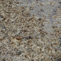 Dead fish along the shore of Salton Sea