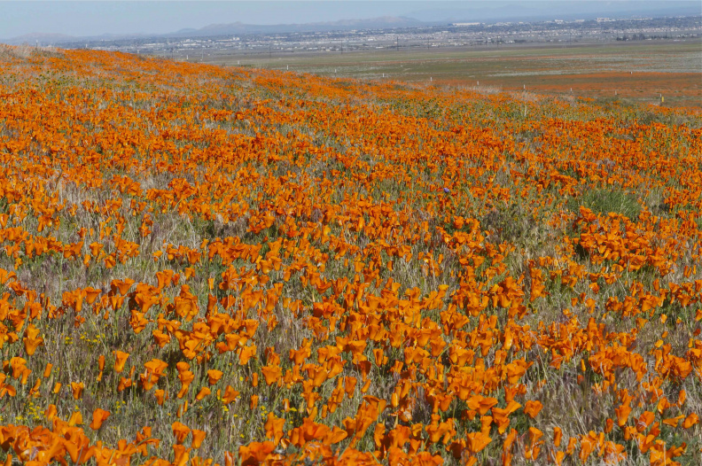 Antelope Valley California Poppy Reserve, near Lancaster, California