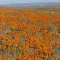 Antelope Valley California Poppy Reserve, near Lancaster, California