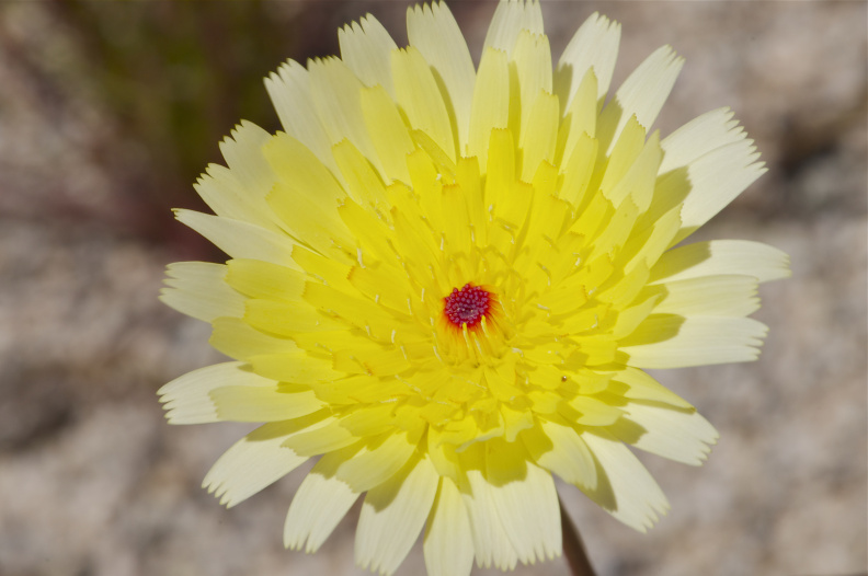 Desert wildflower, Joshua Tree National Park, California