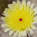 Desert wildflower, Joshua Tree National Park, California